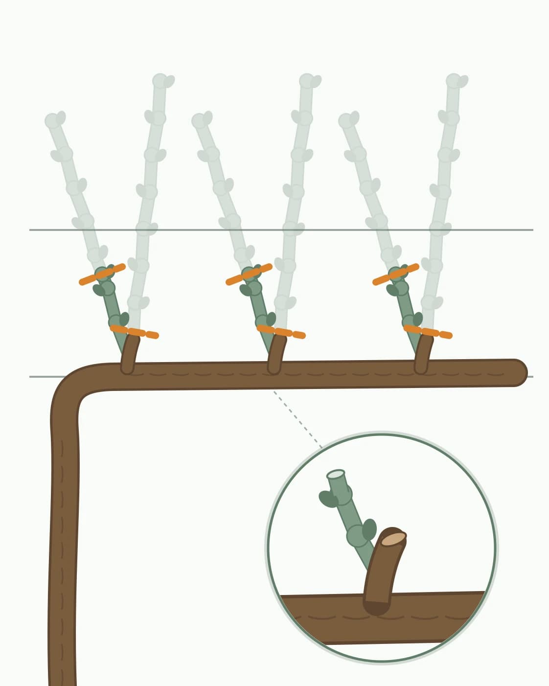 Na vodorovnom ramene sú tri čapíky: horný výhonok sa odstráni, spodný skráti nad druhým očkom. Detail ukazuje hotový čapík.